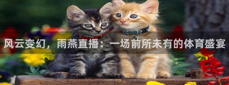 火凤直播体育足球：风云变幻，雨燕直播：一场前所未有的体育盛宴